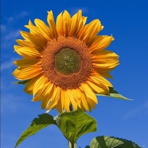 Meet your Posher, Carmen